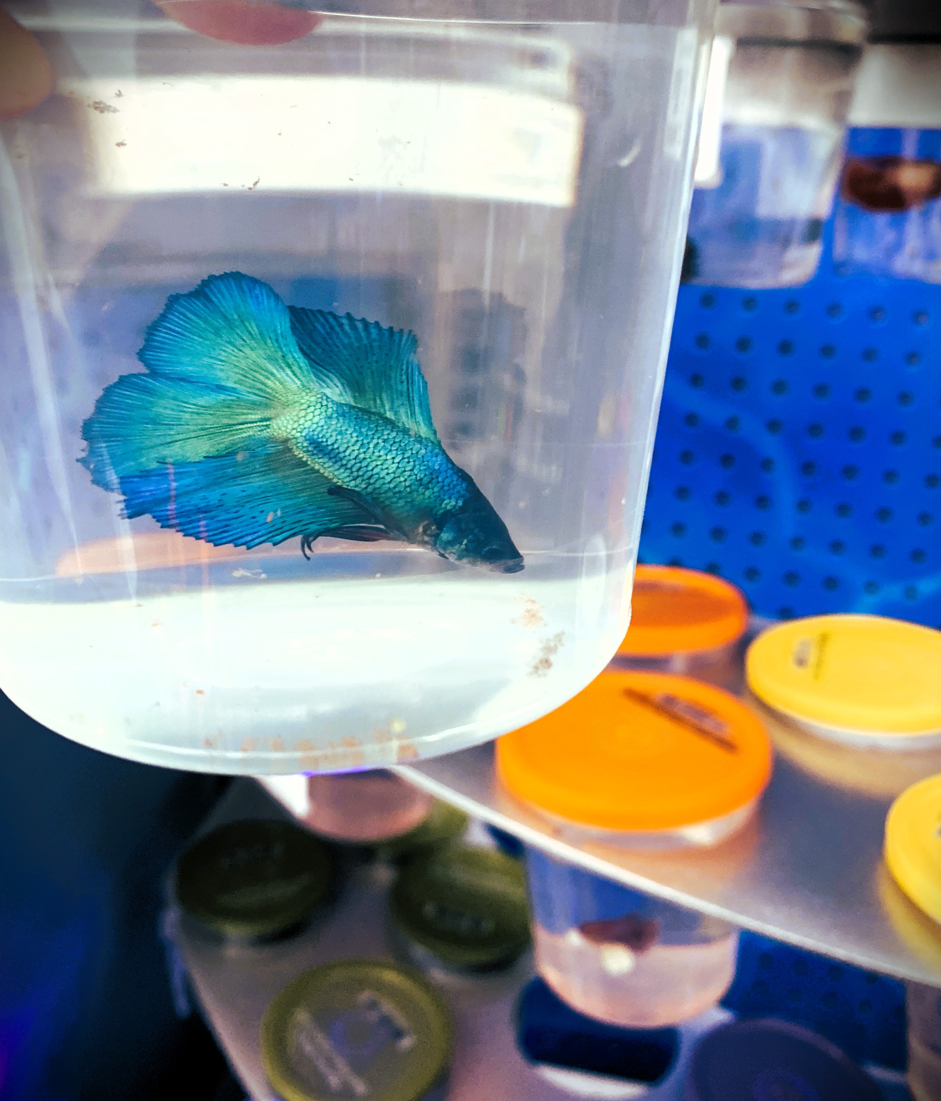 To Betta or Not to Betta