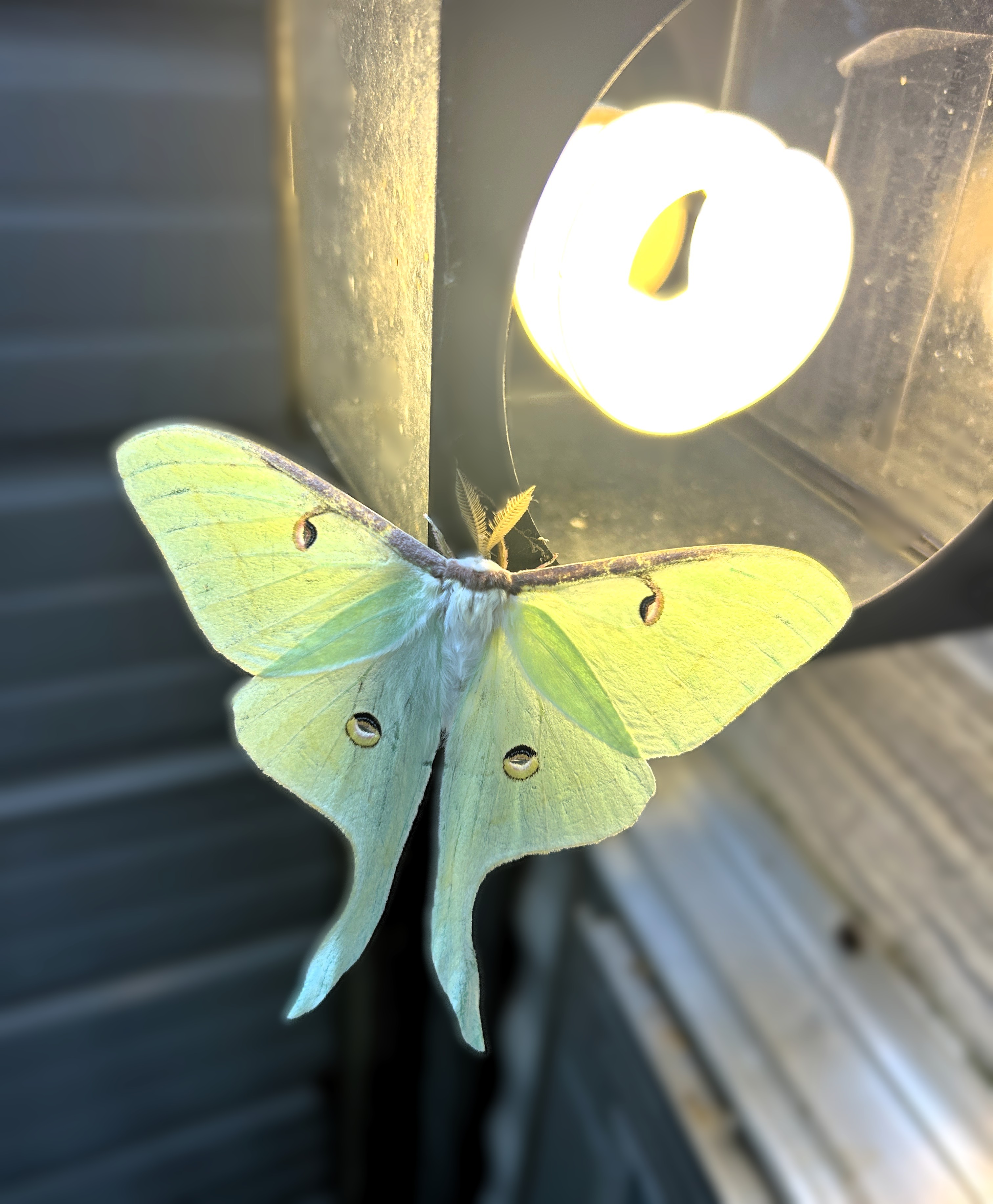 Actias luna. Luna Moth