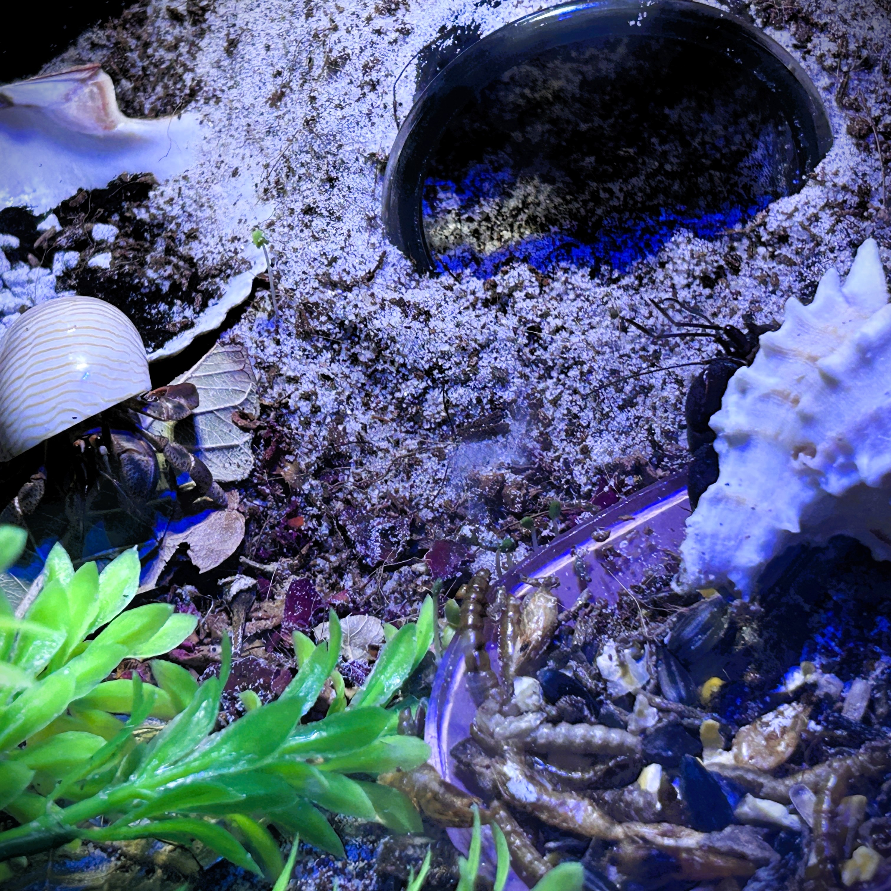 What Species Are My Tiny Goblins?